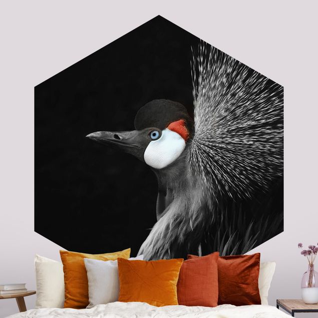 Wallpapers Black Crowned Crane