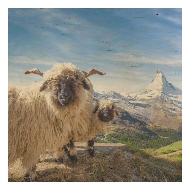 Wood print - Blacknose Sheep Of Zermatt