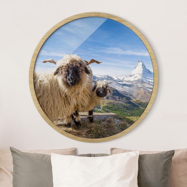 Framed prints round Blacknose Sheep Of Zermatt