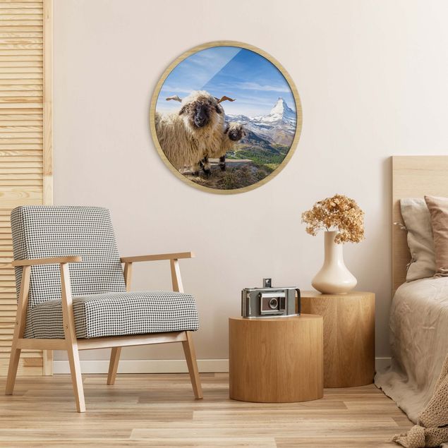 Circular framed print - Blacknose Sheep Of Zermatt