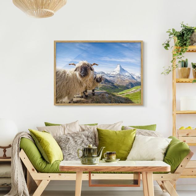 Framed poster - Blacknose Sheep Of Zermatt