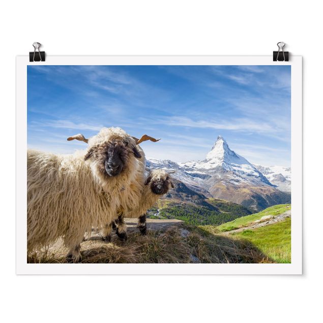 Poster - Blacknose Sheep Of Zermatt
