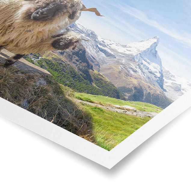 Poster - Blacknose Sheep Of Zermatt