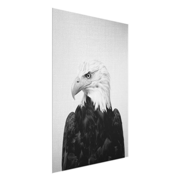 Glass print - Sea Eagle Socrates Black And White