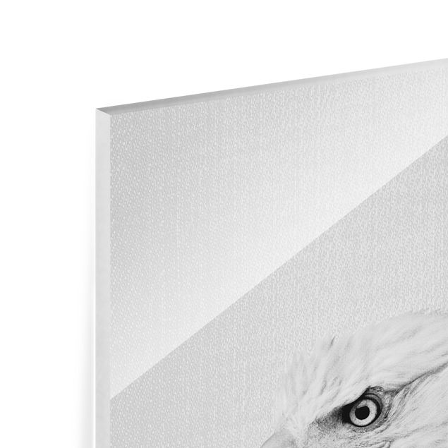 Glass print - Sea Eagle Socrates Black And White