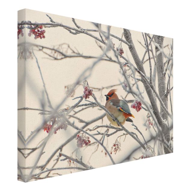 Natural canvas print - Bohemian Waxwing In A Tree - Landscape format 4:3