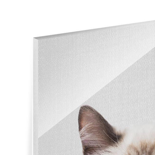 Glass print - Siamese Cat Sibylle