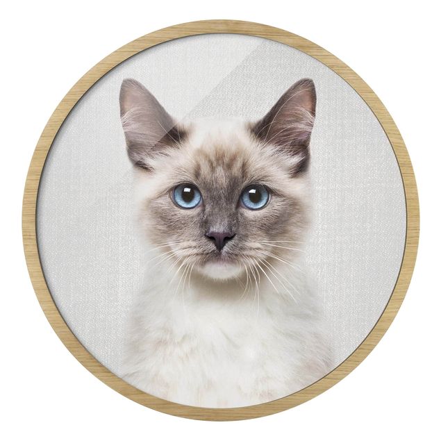 Circular framed print - Siamese Cat Sibylle