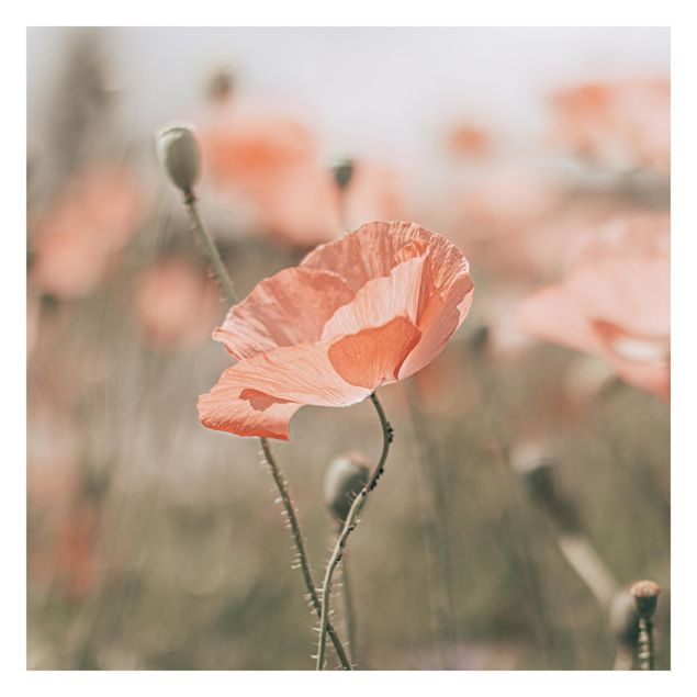 Walpaper - Sun-Kissed Poppy Fields