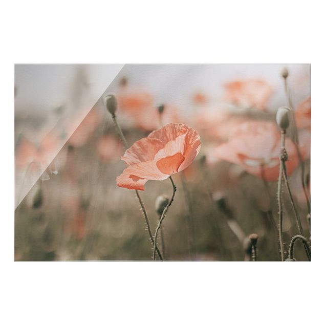 Glass print - Sun-Kissed Poppy Fields