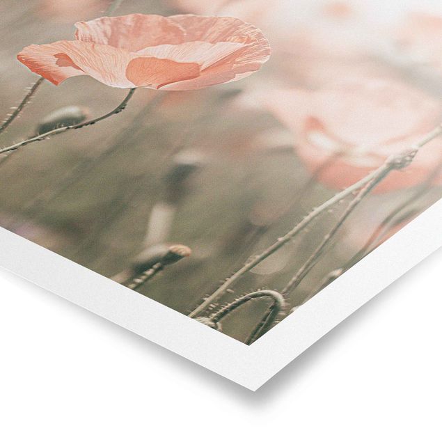 Poster - Sun-Kissed Poppy Fields