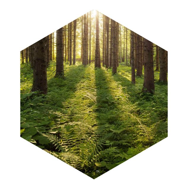 Self-adhesive hexagonal pattern wallpaper - Sun Rays In Green Forest
