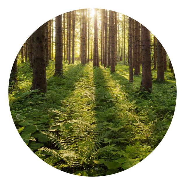 Self-adhesive round wallpaper forest - Sun Rays In Green Forest