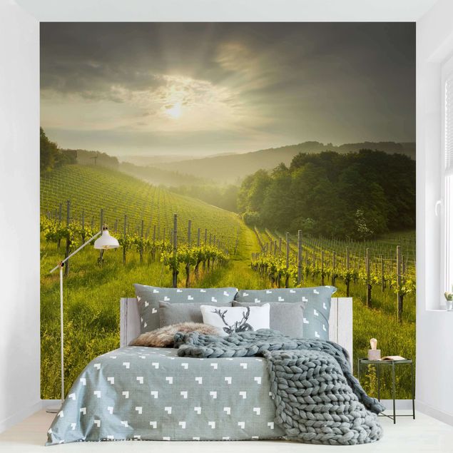 Wallpapers Sunrays Vineyard