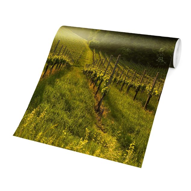 Wallpaper - Sunrays Vineyard