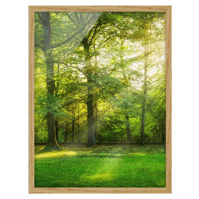 Framed poster - Walk In The Woods