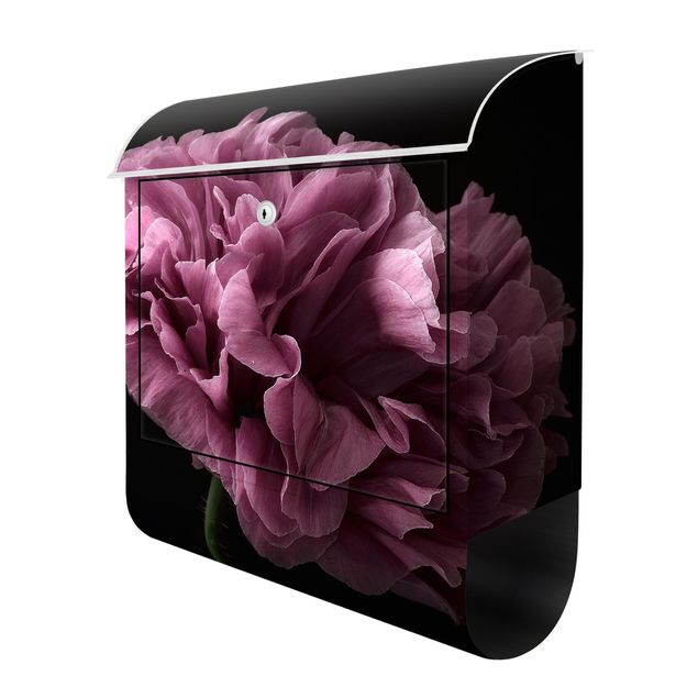 Letterbox - Proud Peony In Front Of Black