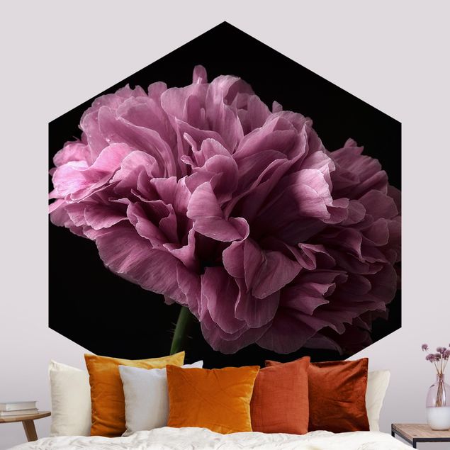 Wallpapers Proud Peony In Front Of Black