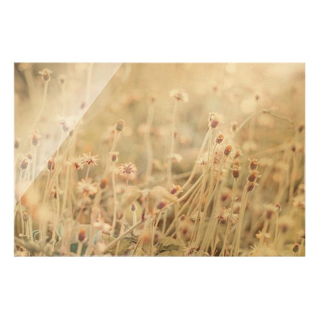 Glass print - Flowering Meadow In the Sun