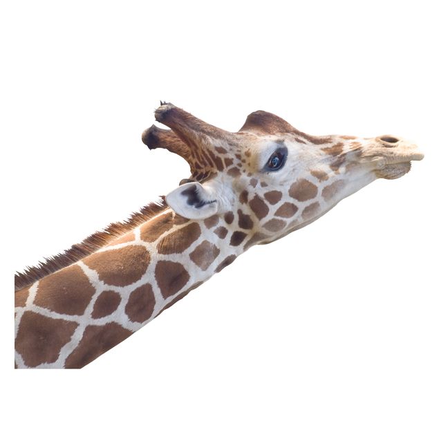 Window sticker - Searching giraffe