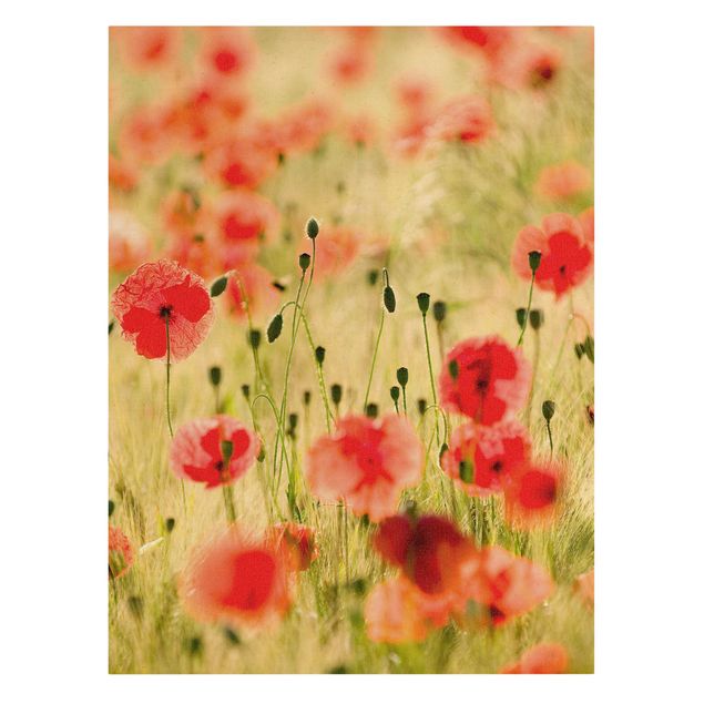 Canvas print gold - Summer Poppies