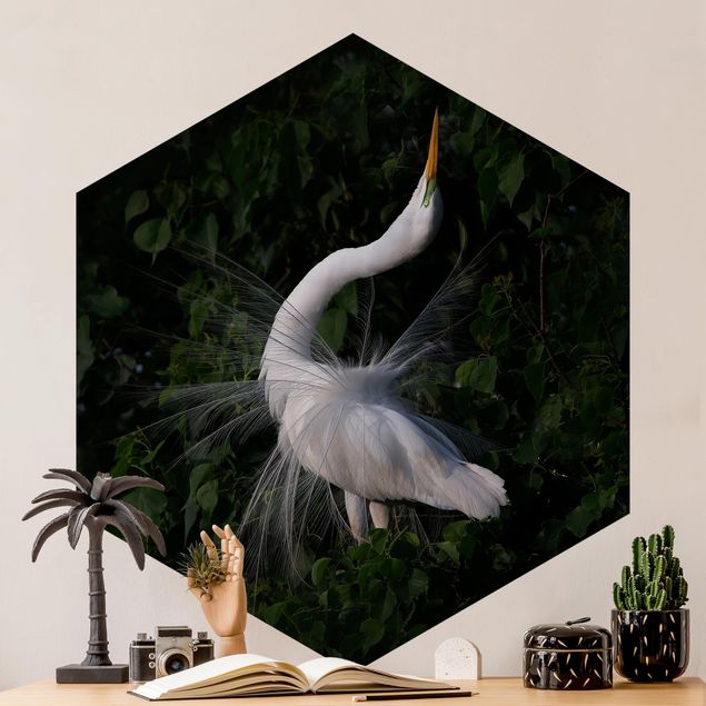 Wallpapers Dancing Egrets In Front Of Black