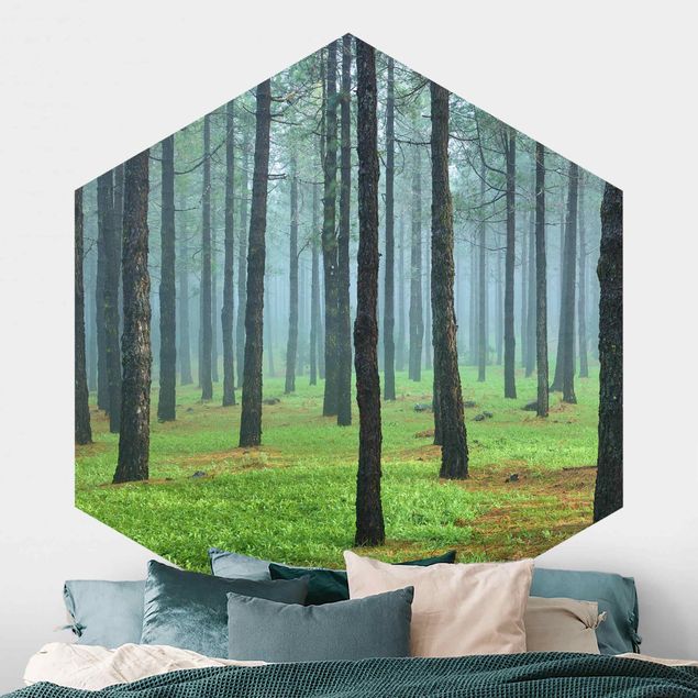 Hexagonal wallpapers Deep Forest With Pine Trees On La Palma