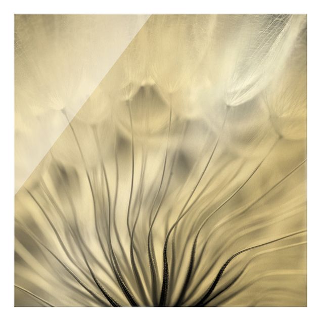 Glass print - Beautiful Dandelion Black And White - Square