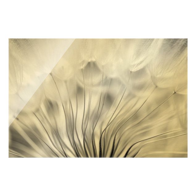 Glass print - Beautiful Dandelion Black And White - Landscape format