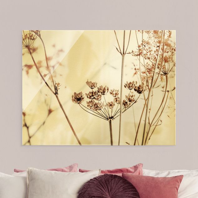 Glass print - Dried Flower With Light And Shadows - Landscape format