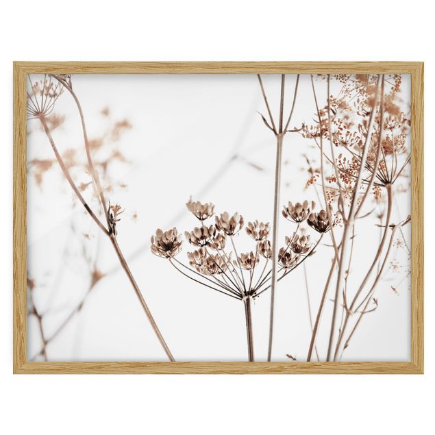 Framed poster - Dried Flower With Light And Shadows