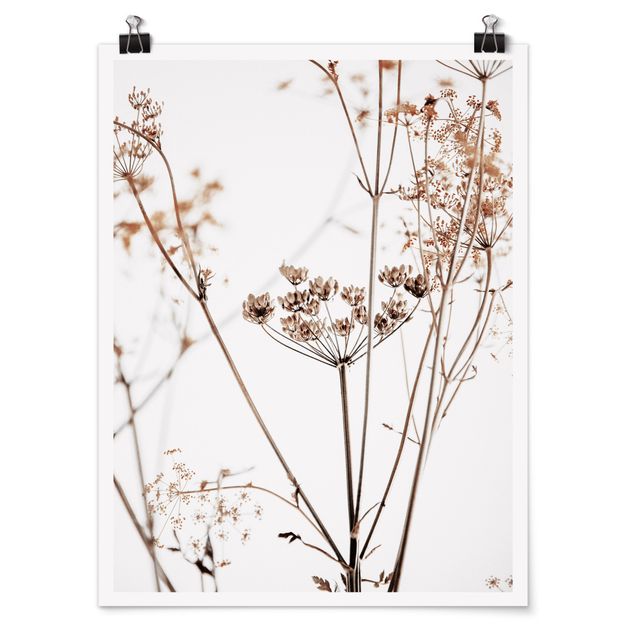 Poster - Dried Flower With Light And Shadows