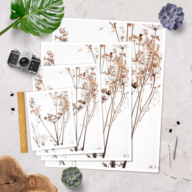 Poster - Dried Flower With Light And Shadows