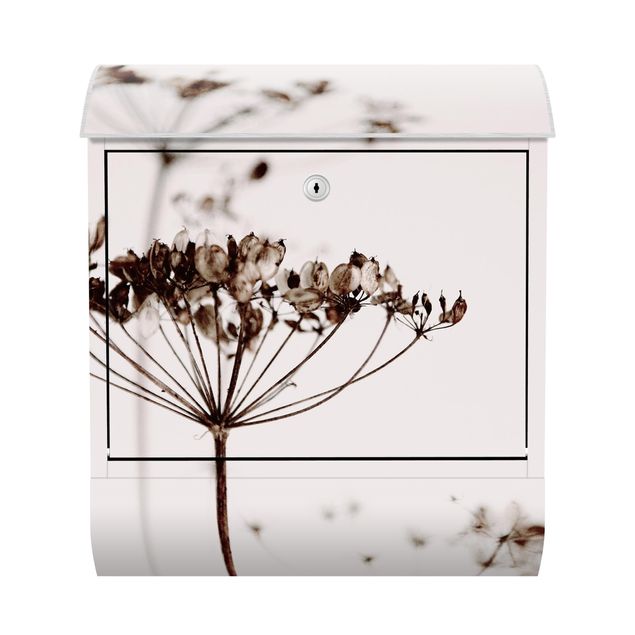 Letterbox - Dried Flower And Shadows
