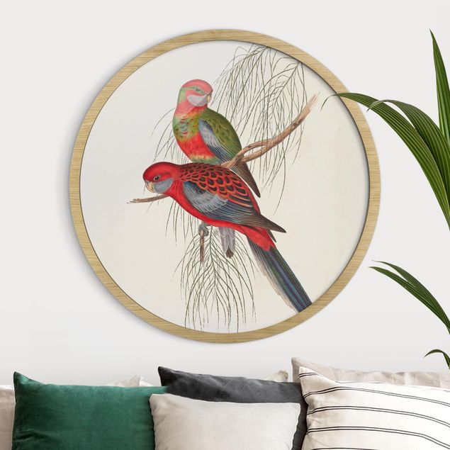 Framed prints round Tropical Parrots III