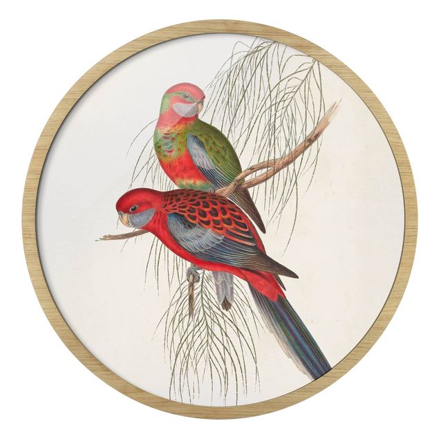 Circular framed print - Tropical Parrots III