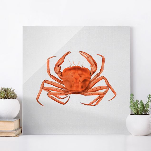 Magnettafel Glas Vintage Illustration Red Crab