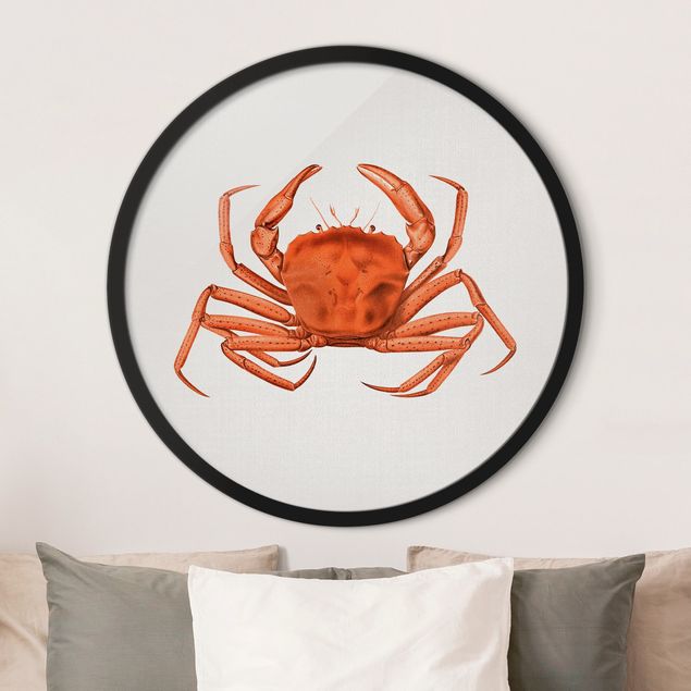 Framed prints round Vintage Illustration Red Crab