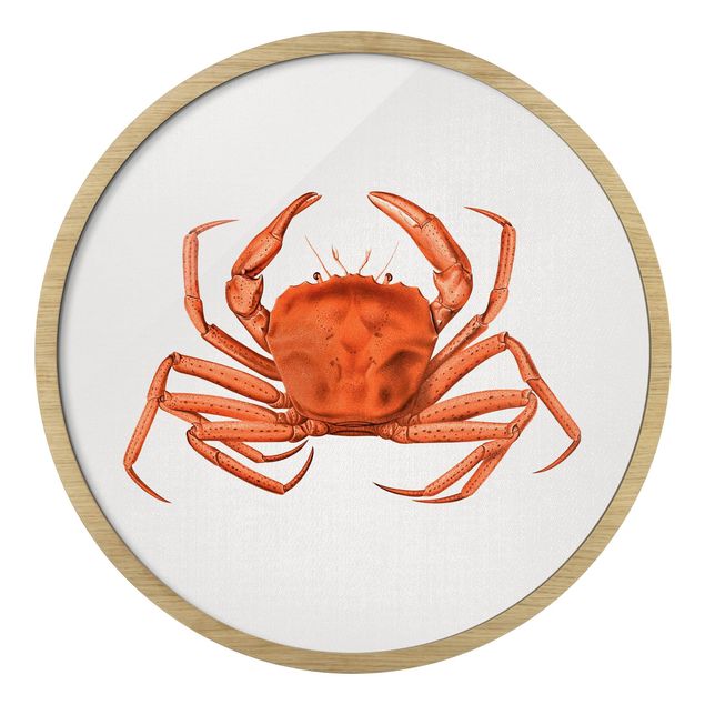 Circular framed print - Vintage Illustration Red Crab