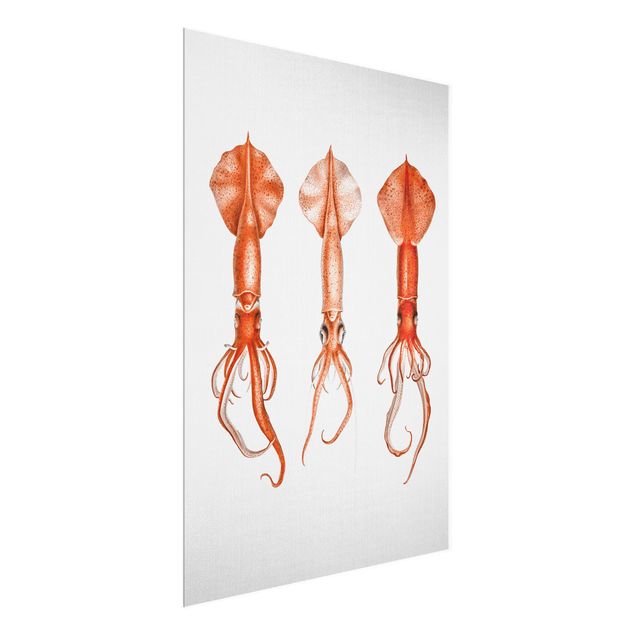 Glass print - Vintage Illustration Red Squid
