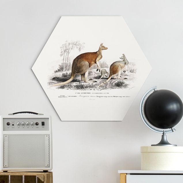 Dibond Vintage Teaching Illustration Kangaroo