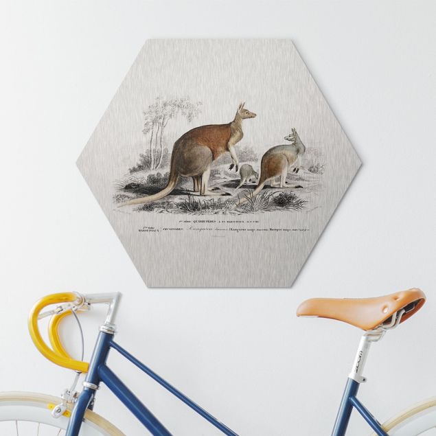Alu-Dibond hexagon - Vintage Teaching Illustration Kangaroo
