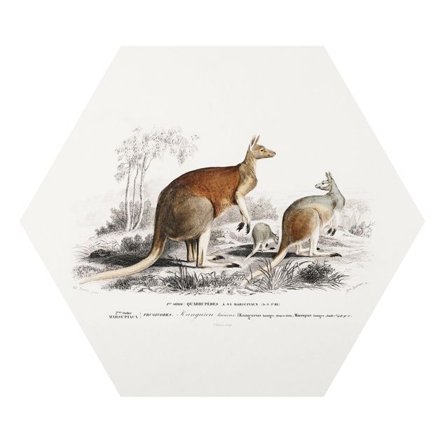 Forex hexagon - Vintage Teaching Illustration Kangaroo