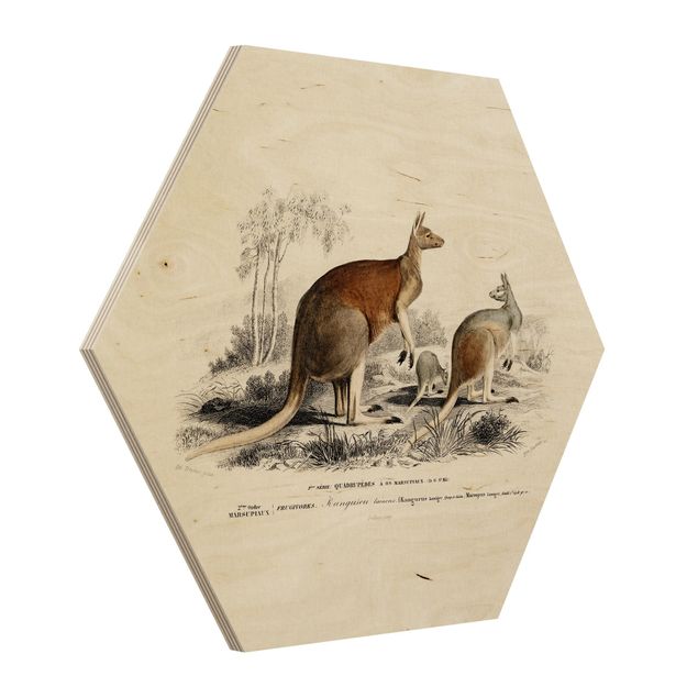 Wooden hexagon - Vintage Teaching Illustration Kangaroo