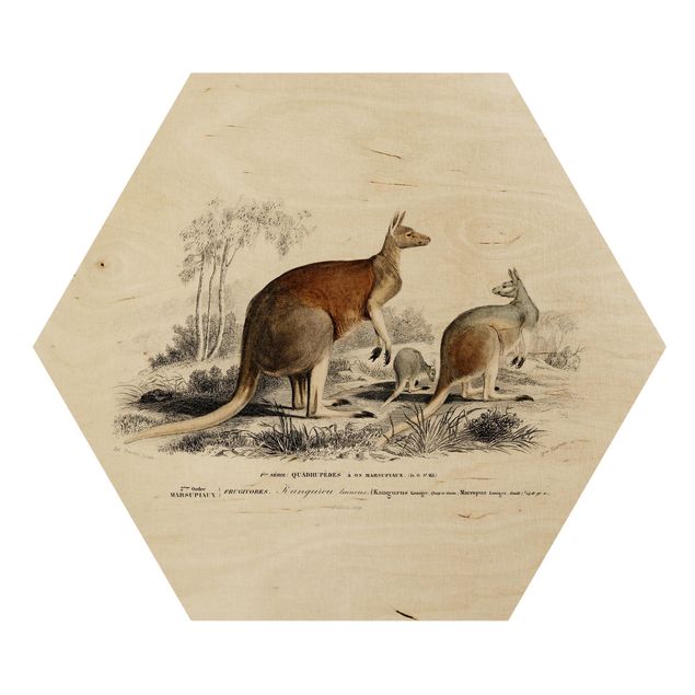 Wooden hexagon - Vintage Teaching Illustration Kangaroo