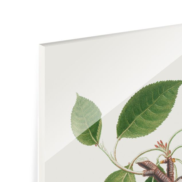 Glass print - Vintage Plant - Sushi - Portrait format 2:3