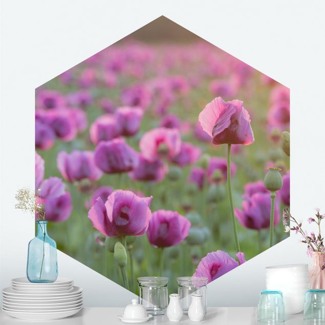 Wallpapers Purple Poppy Flower Meadow In Spring