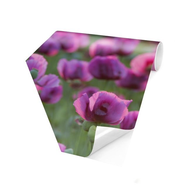 Self-adhesive hexagonal pattern wallpaper - Purple Poppy Flower Meadow In Spring