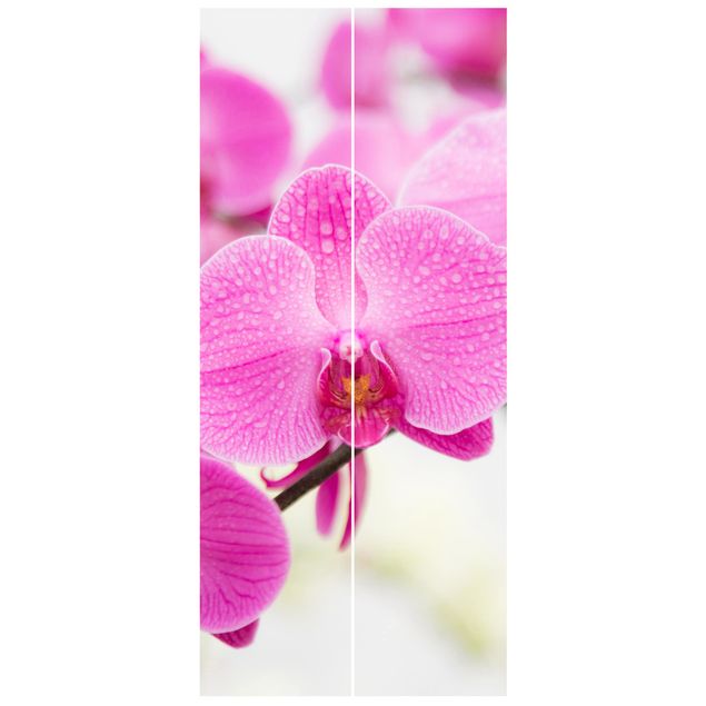Door wallpaper - Close-Up Orchid