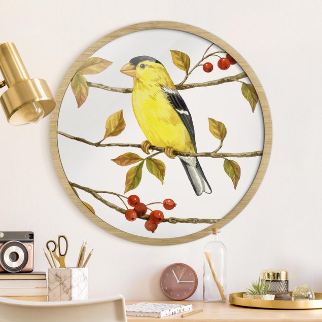 Framed prints round Birds And Berries - American Goldfinch